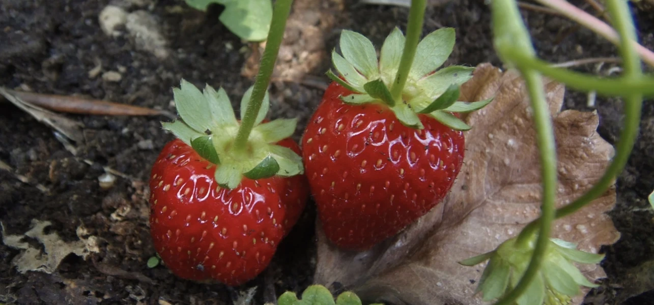 Strawberries