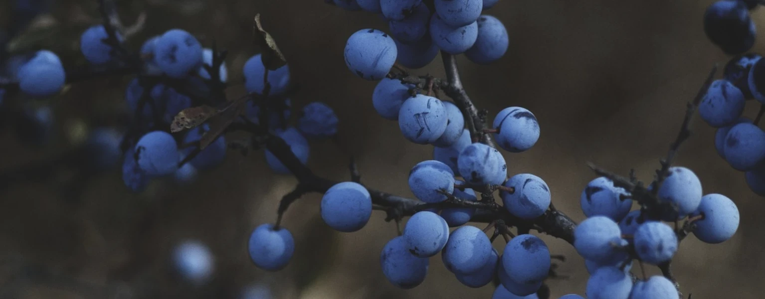 Blueberries