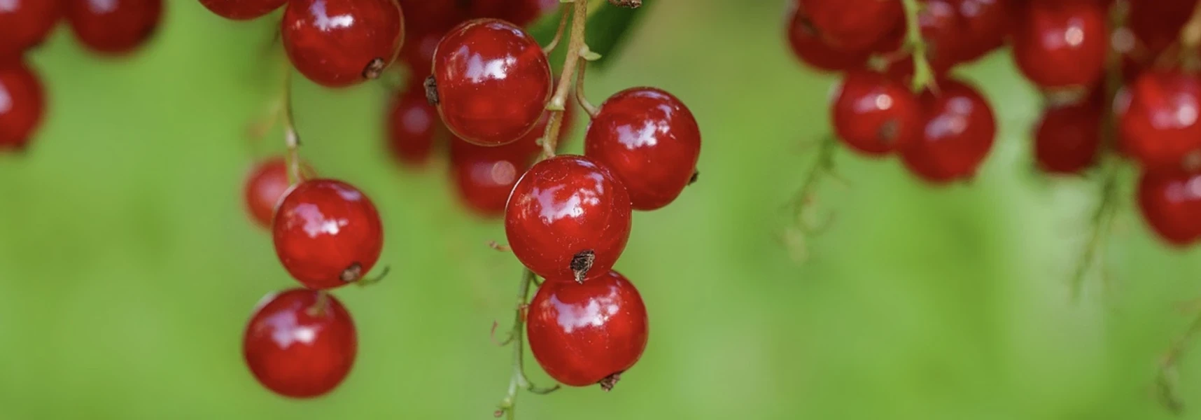 Currants