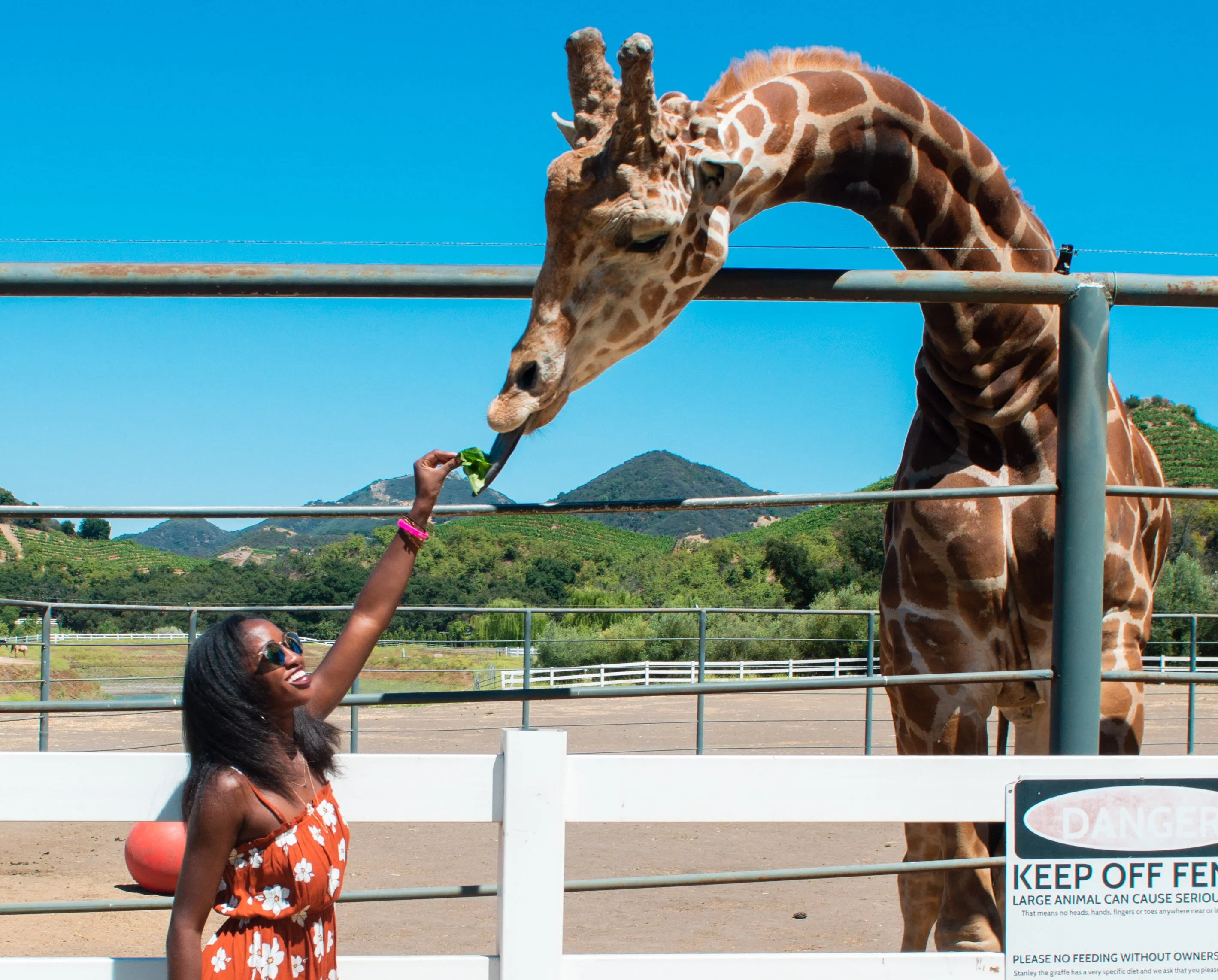 Malibu Wine Safari Giraffe