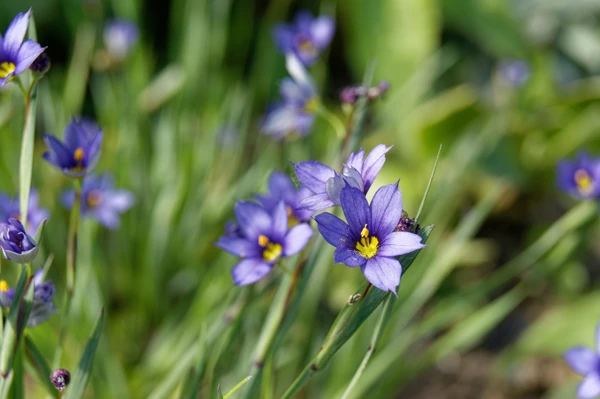 Blue-eyed grass