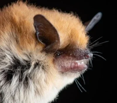 California Bat