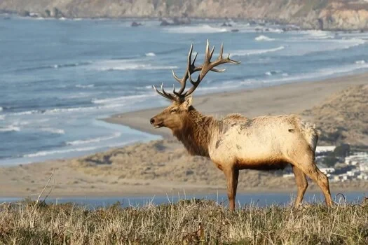 California Tule Elk