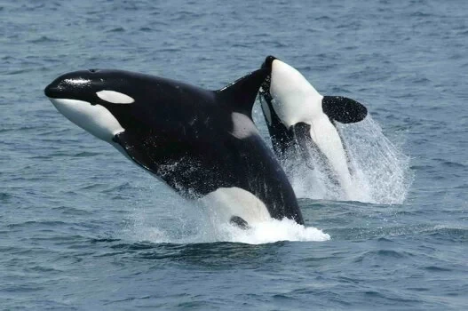 Killer Whale California