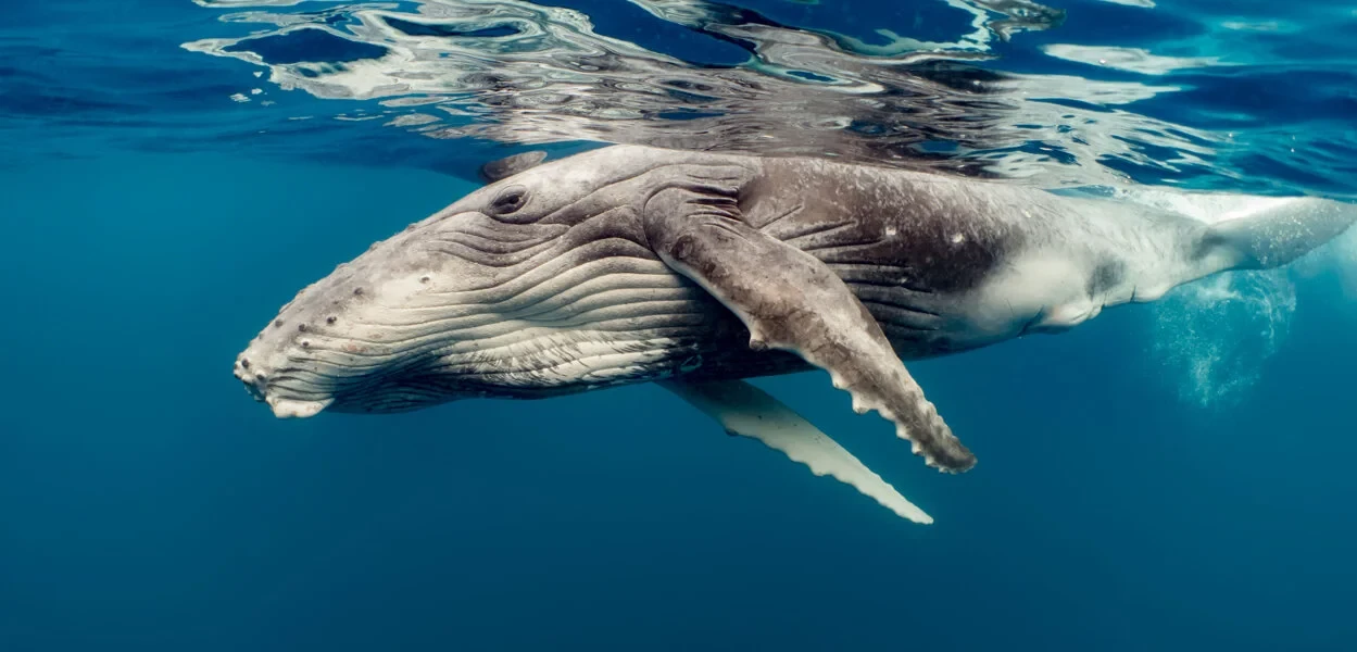 Gray Whale California