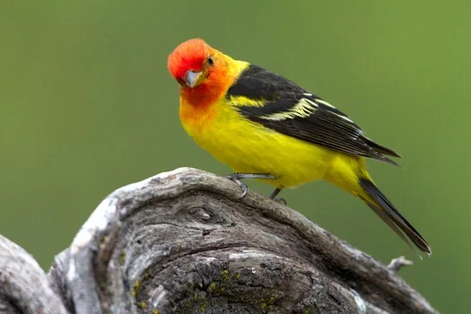 Western Tanager California