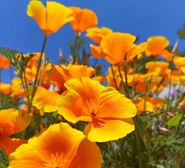 California poppy