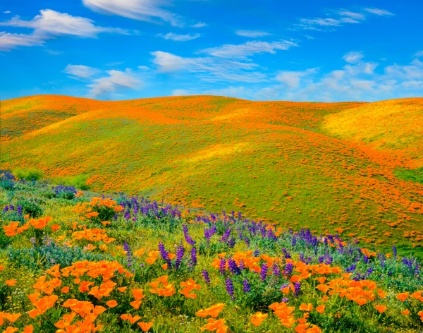 Poppies in mountain