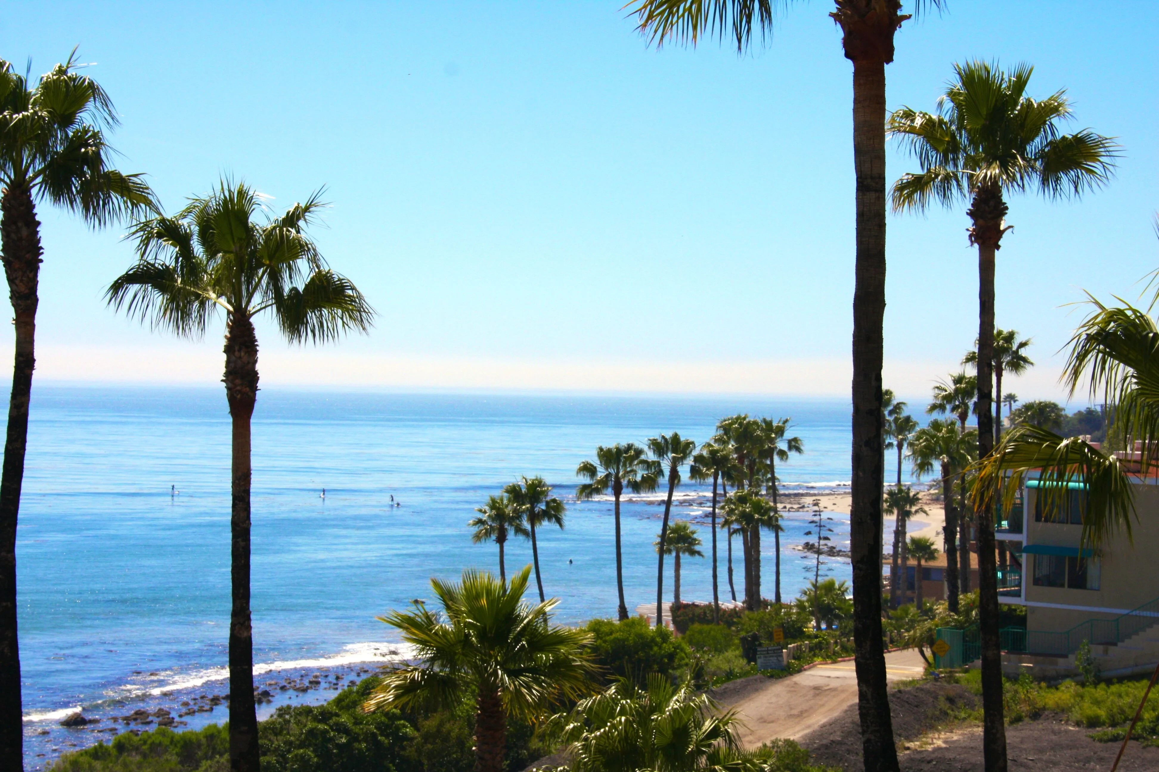 Latigo Beach Palms