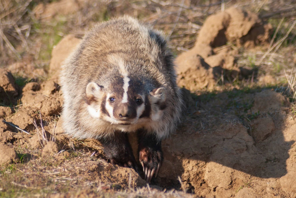 Santa Monica Mountains Badger