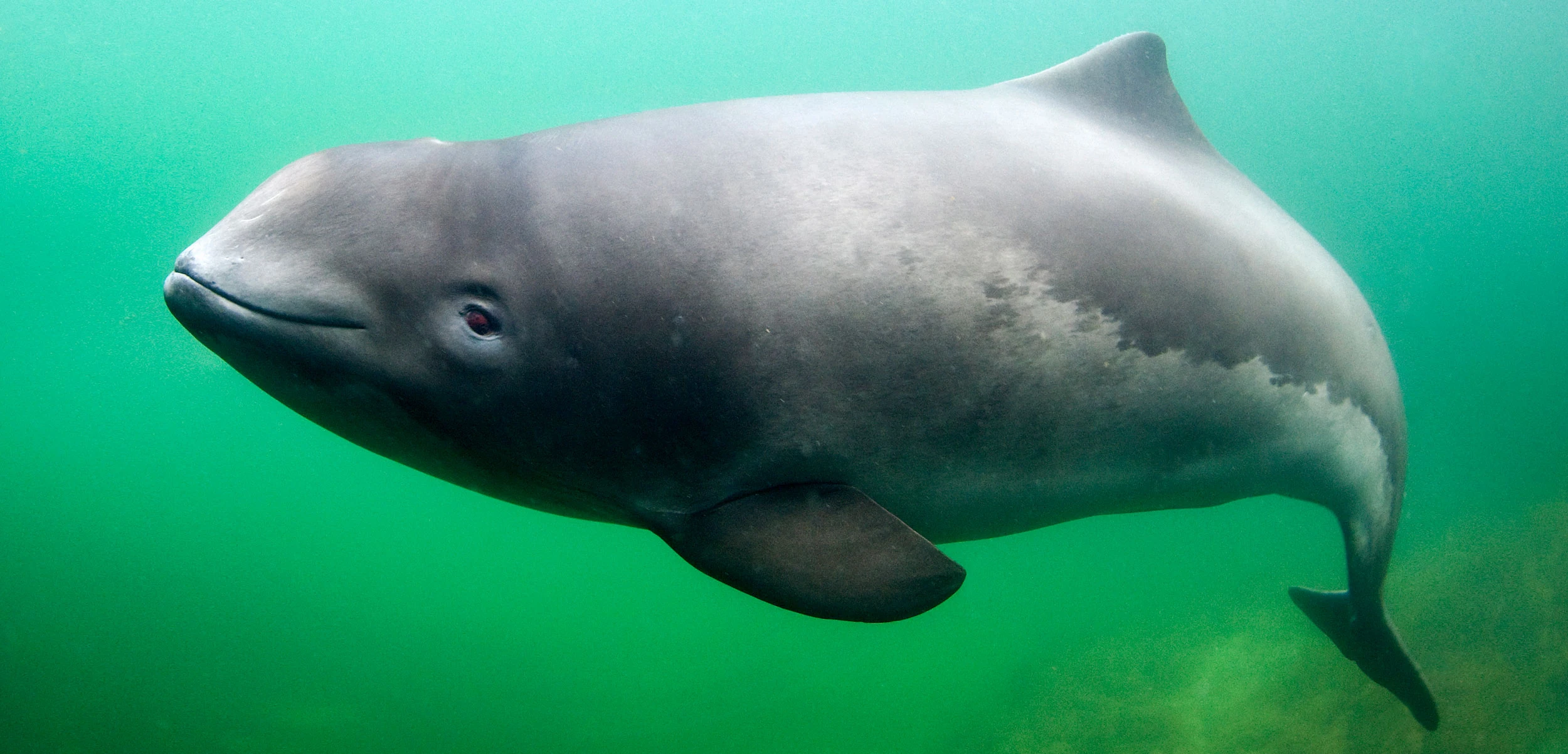 Harbor Porpoise