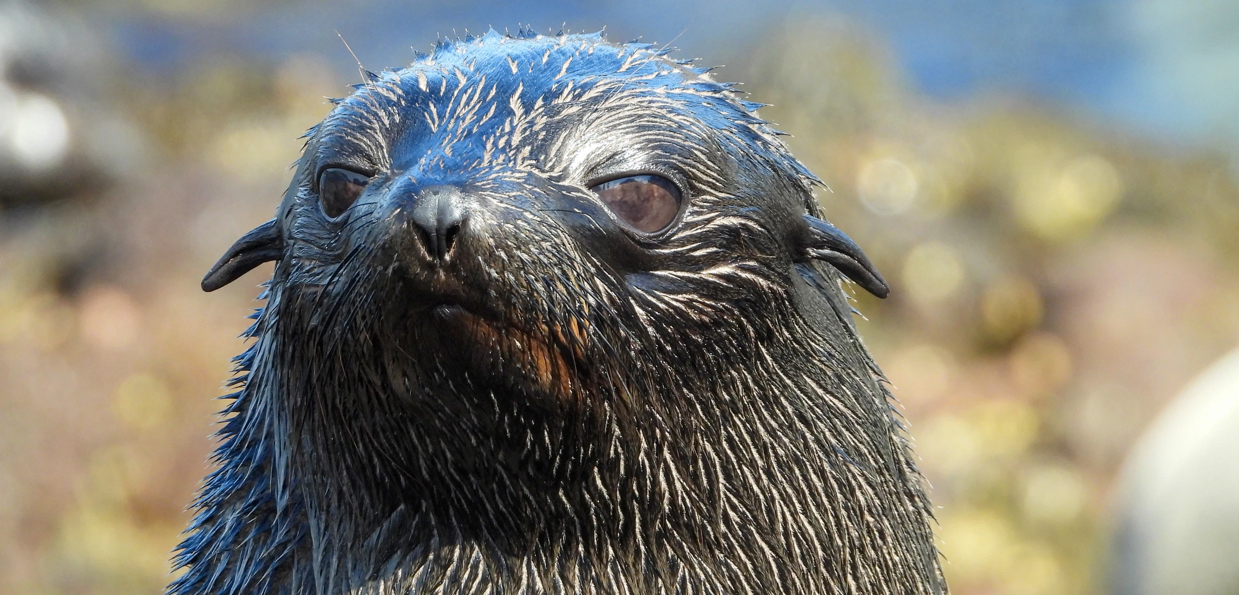 guadalupe furseal