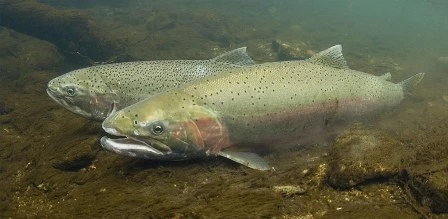 steelhead trout santa monica mountains