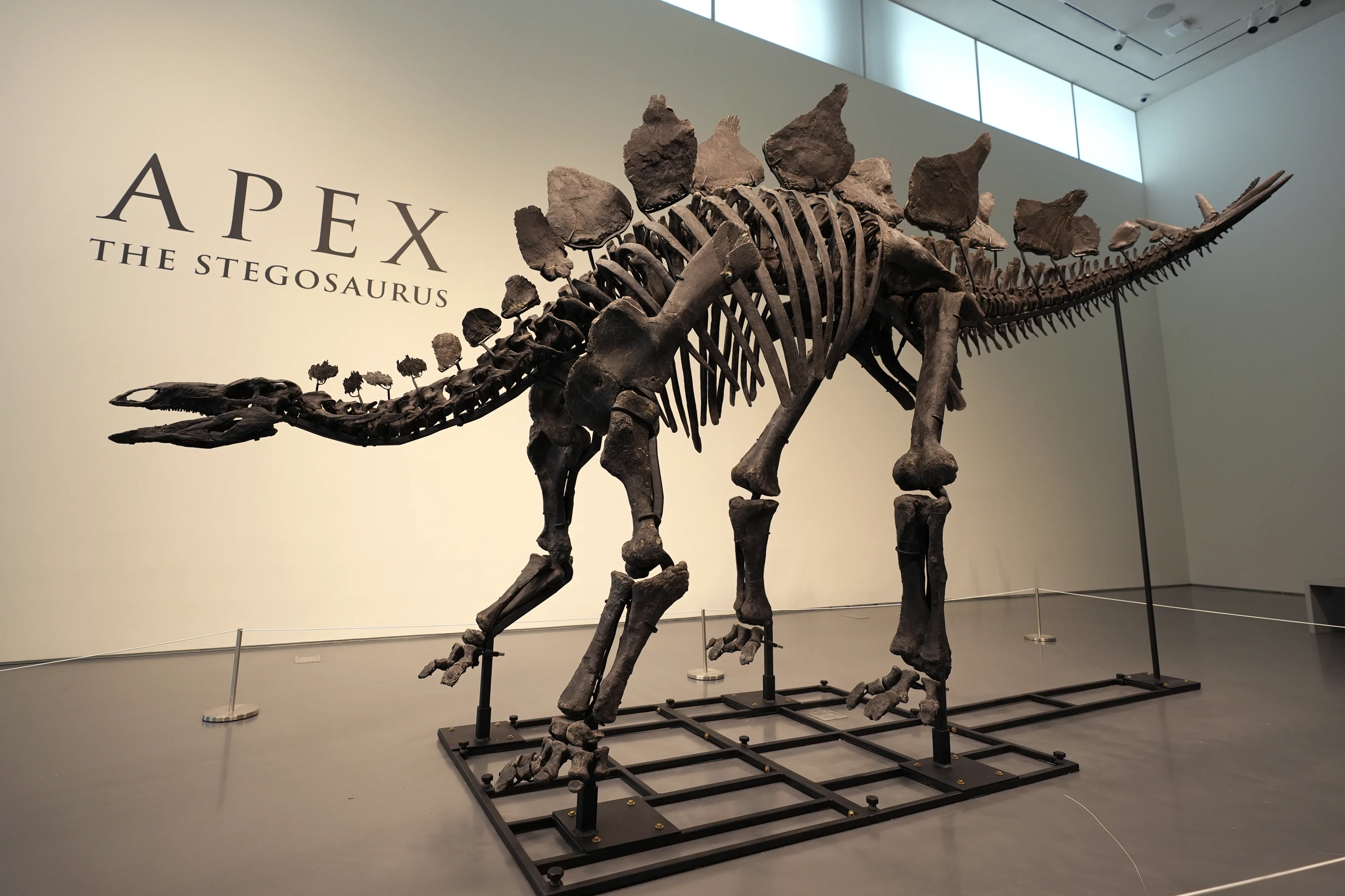 Apex Stegosaurus