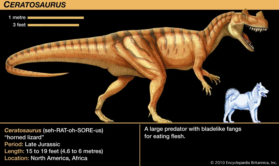 Ceratosaurus to scale