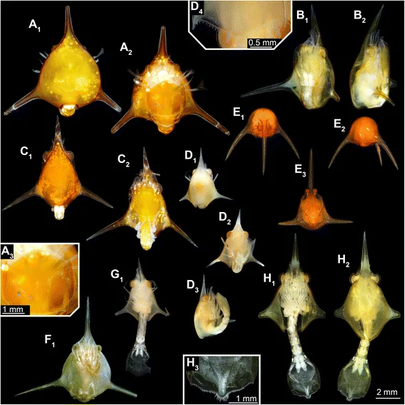 Larvae