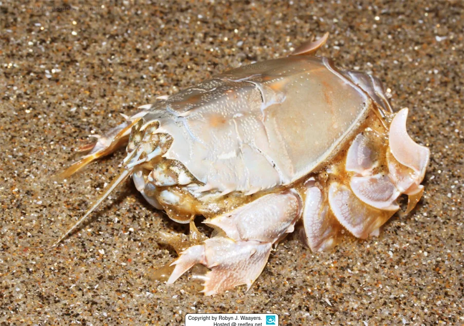 Giant Spiny Mole Crab