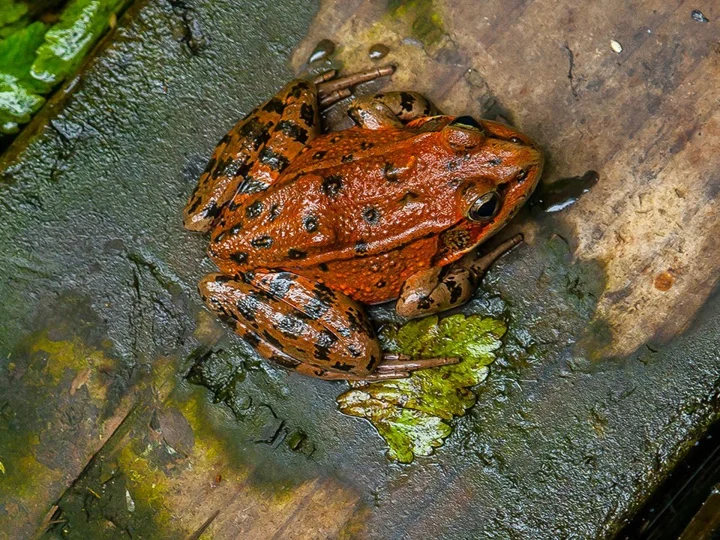 Red Legged Tree Frog 2