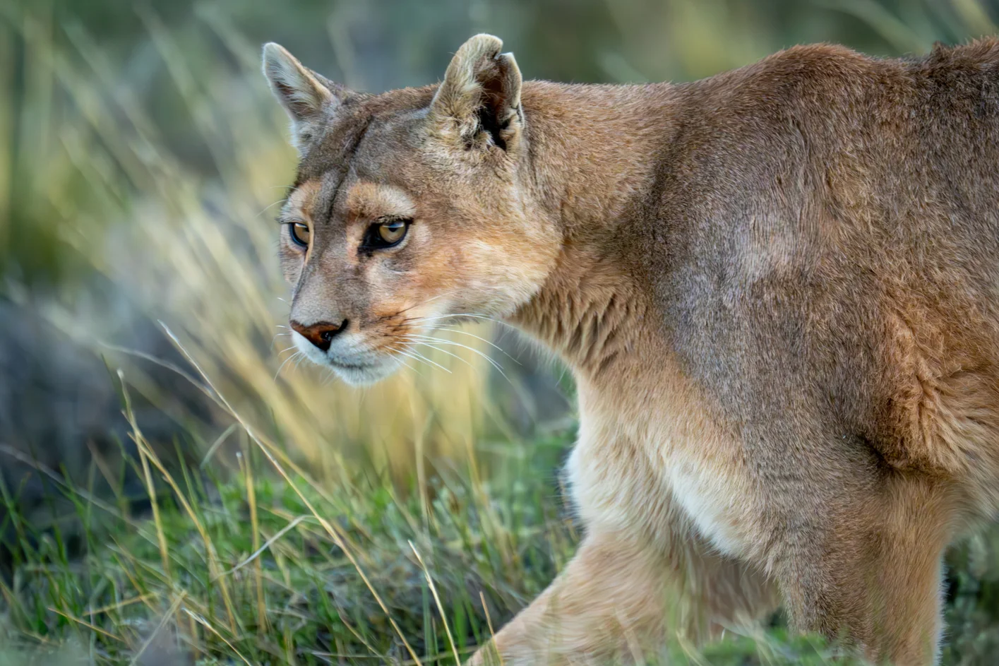 Mountain Lion