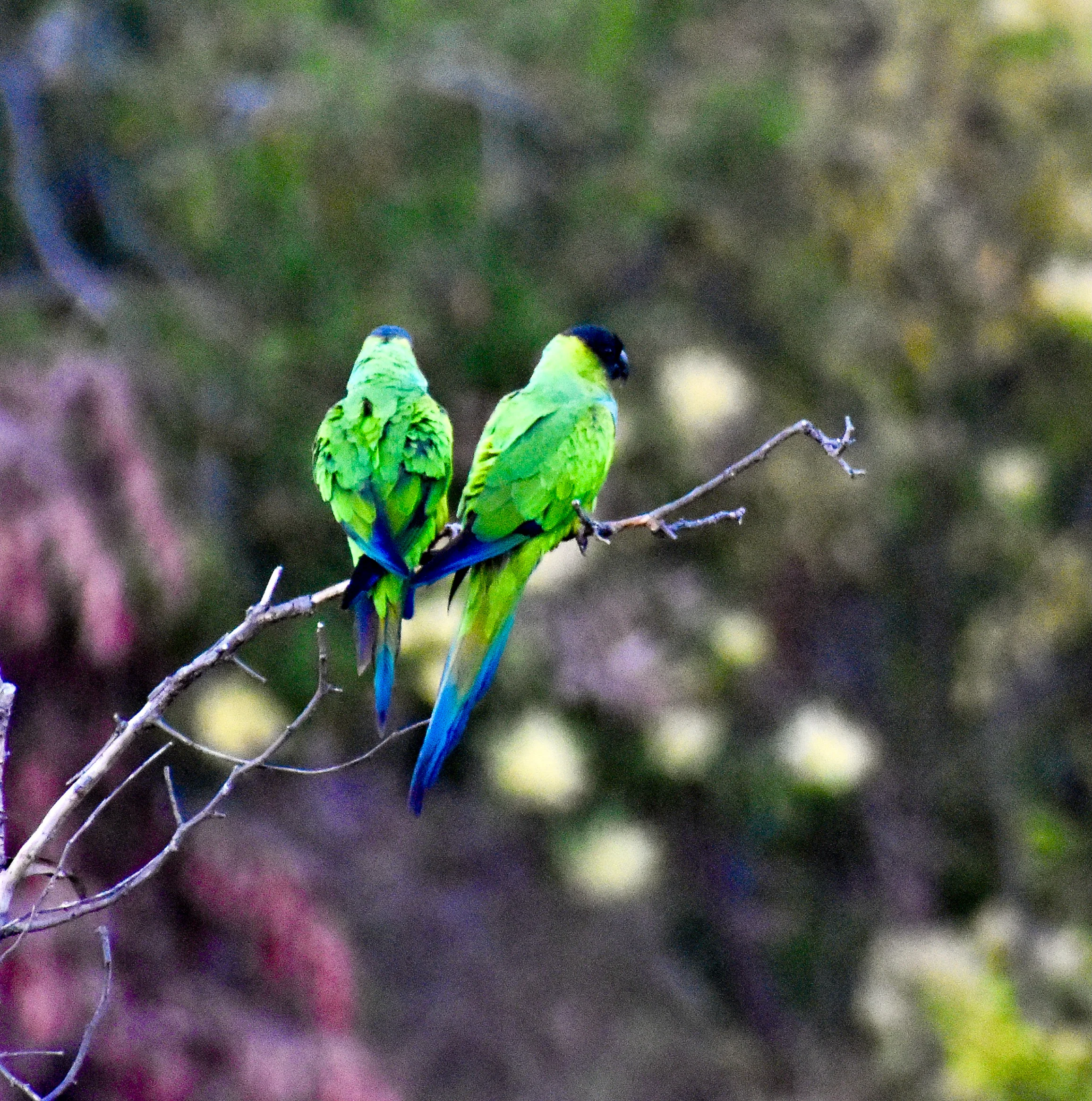 Parrot 2