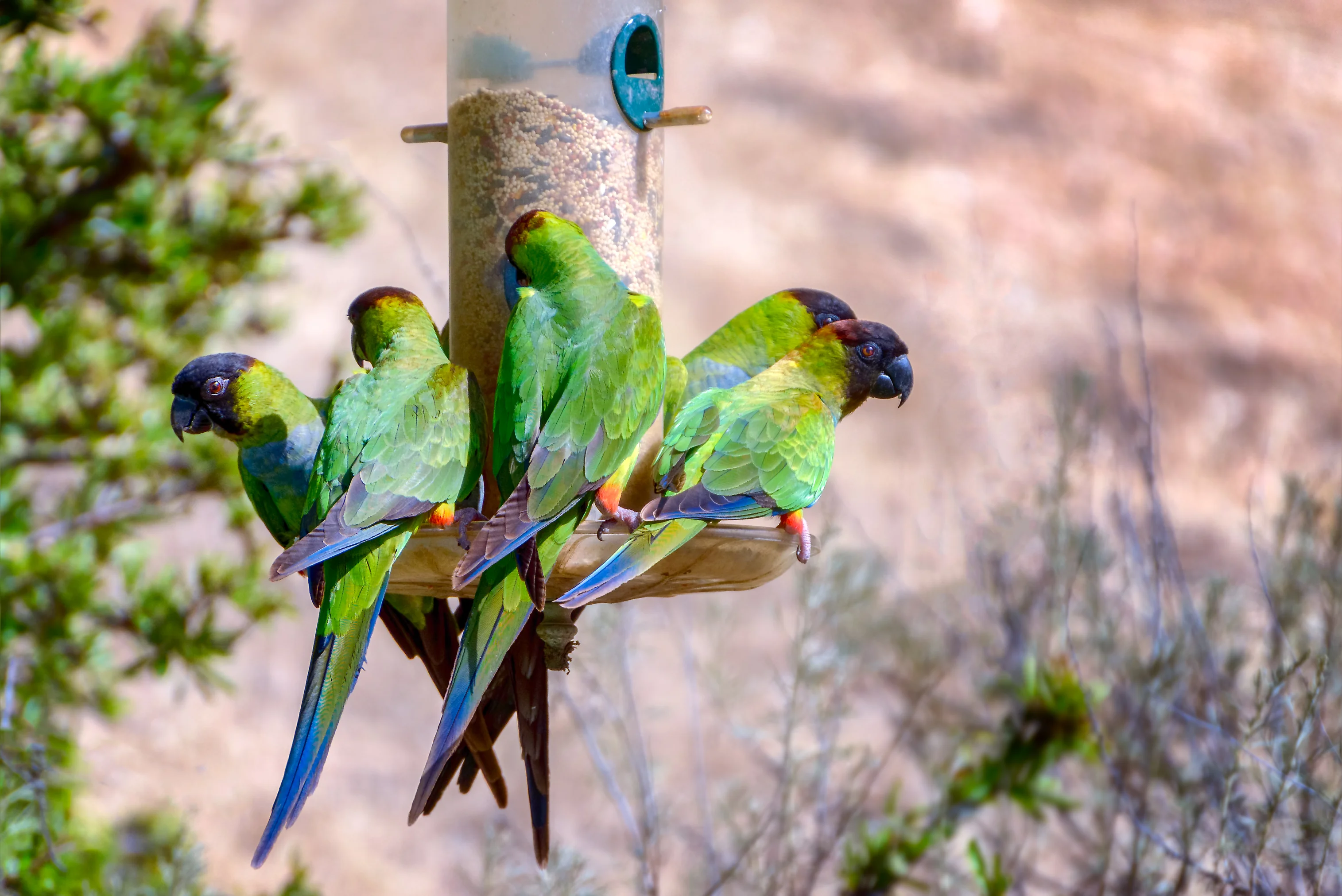 Parrot 1