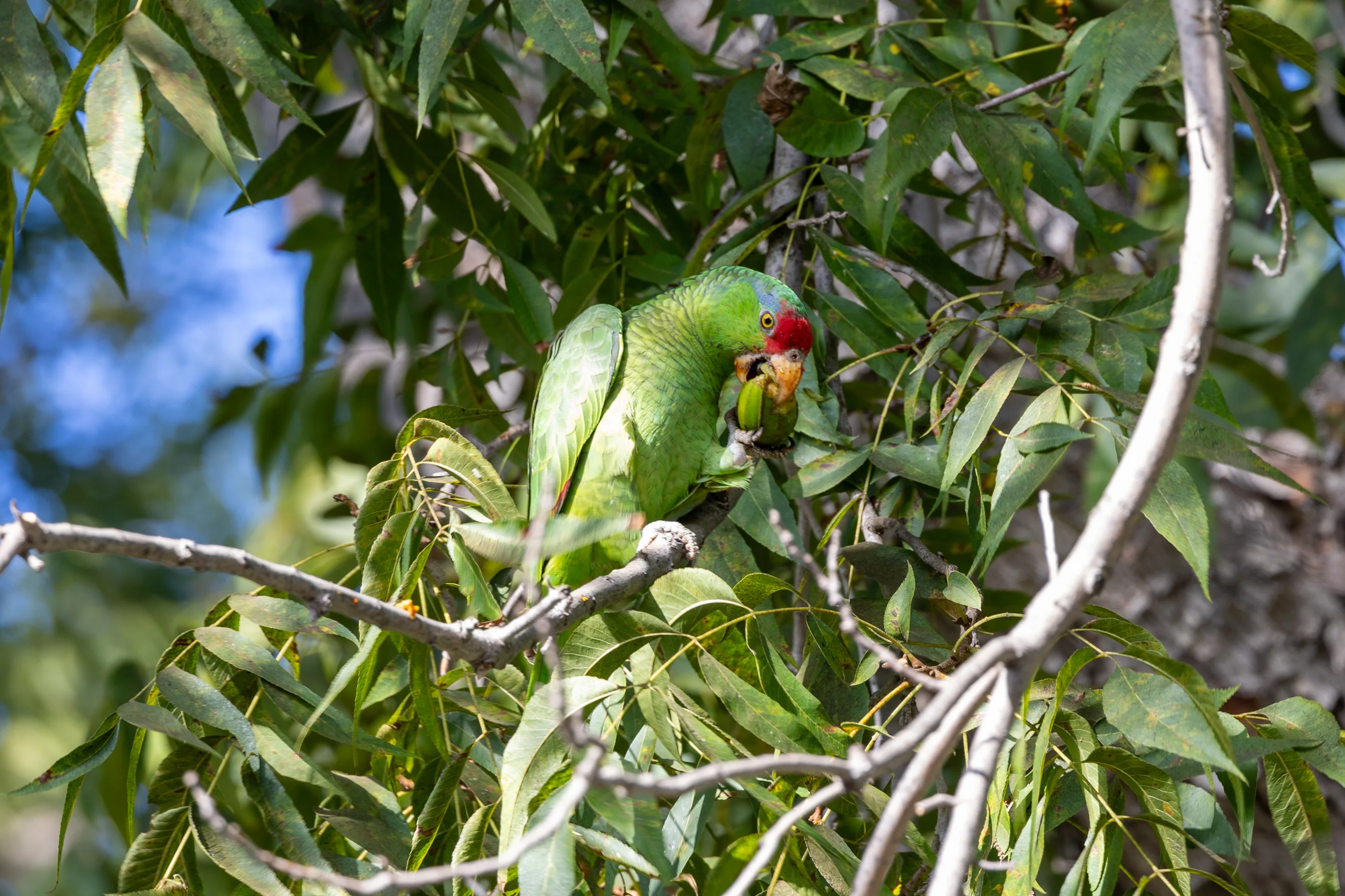 Los Angeles Parrots